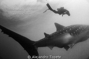 Whale Shark and videographer,Galapagos Ecuador by Alejandro Topete 